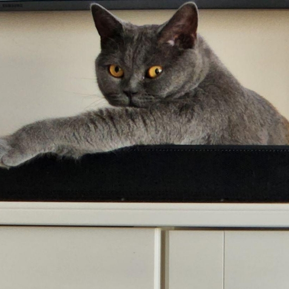 Für Elise - Picture 1 of 1